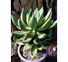 Ехеверія агавовидна (Echeveria AGAVOIDES)
